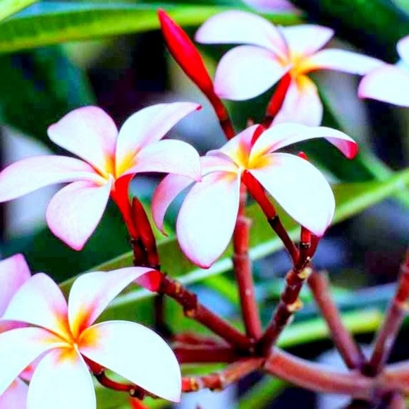 Meet your Posher, Simren - Picture 1 of 1